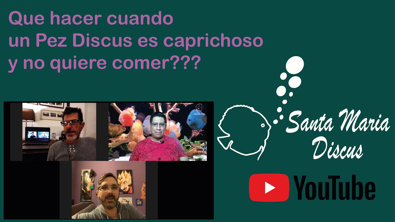 QUE HACER CUANDO TU PEZ DISCUS NO QUIERE COMER - PREGUNTAS - SANTA MARIA DISCUS