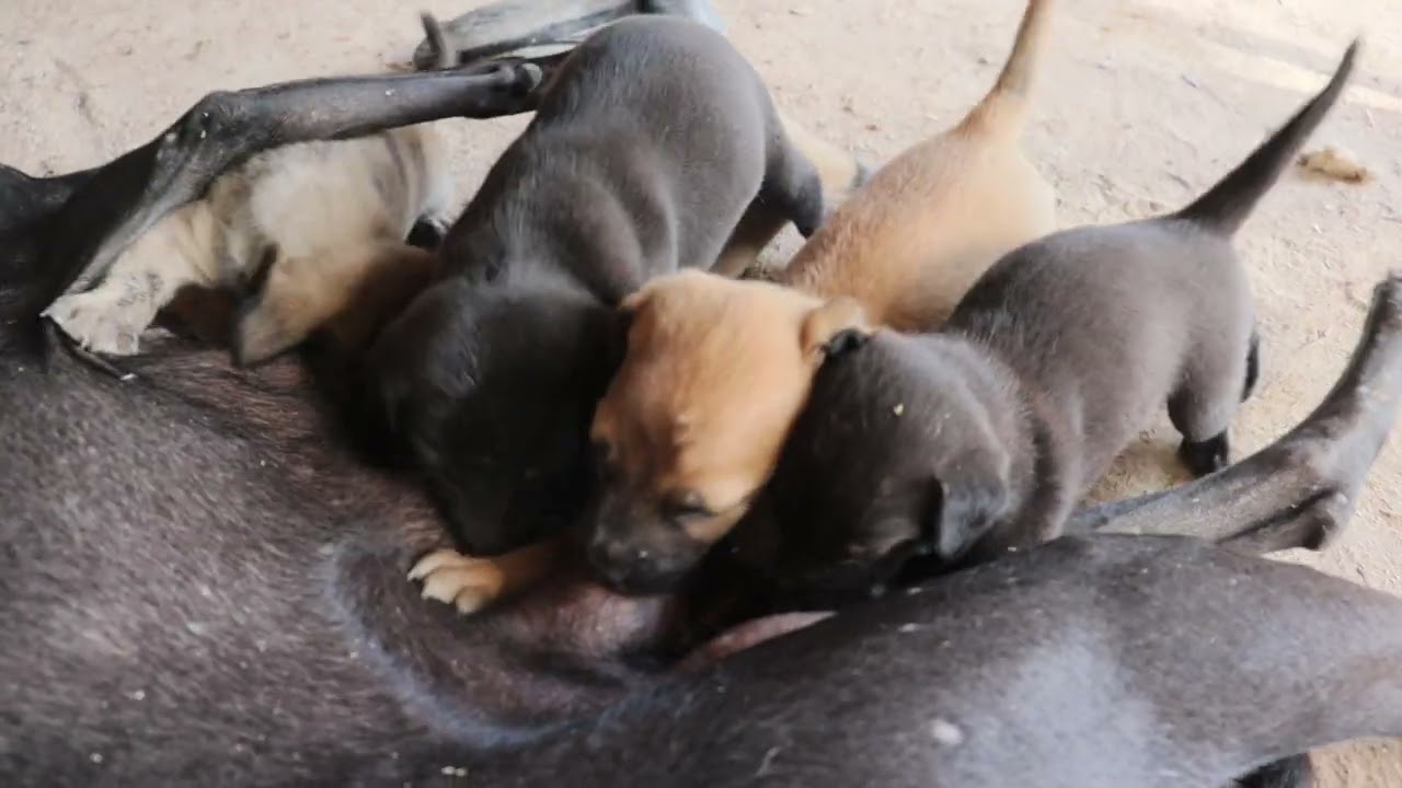 🐾 “Tiny Newborn Puppies Drinking Milk — Heart-Melting!”