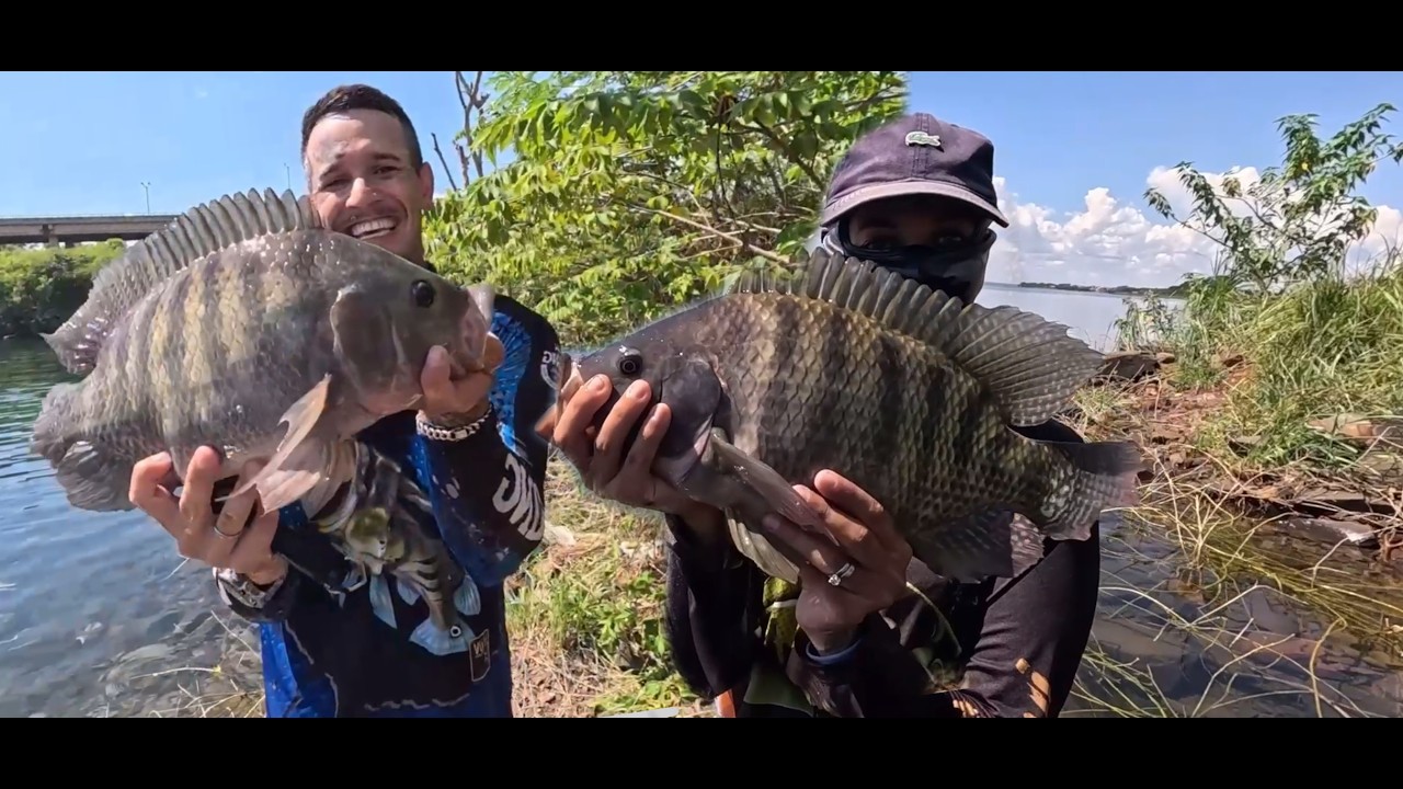 PESCARIA de TILAPIA na PONTE RODOFERROVIARIA MS/SP so as GIGANTES TILAPOSSAURAS 