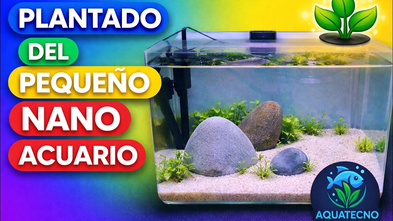 Decoramos el pequeño acuario….
