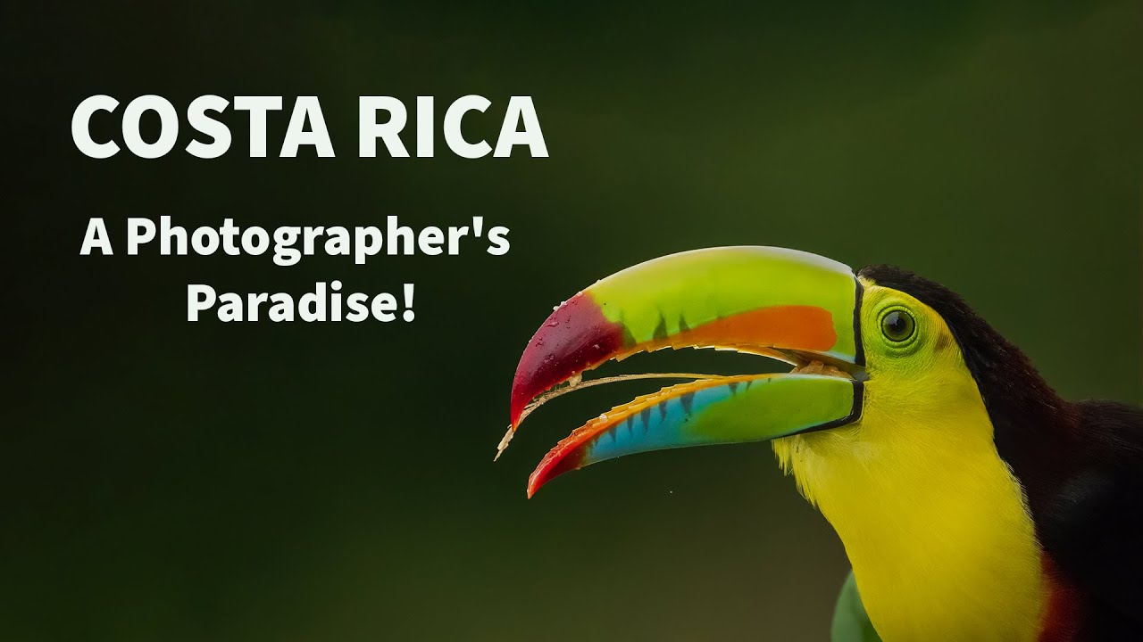 Costa Rica – A Photographer's Paradise! #costarica #wildlifephotography