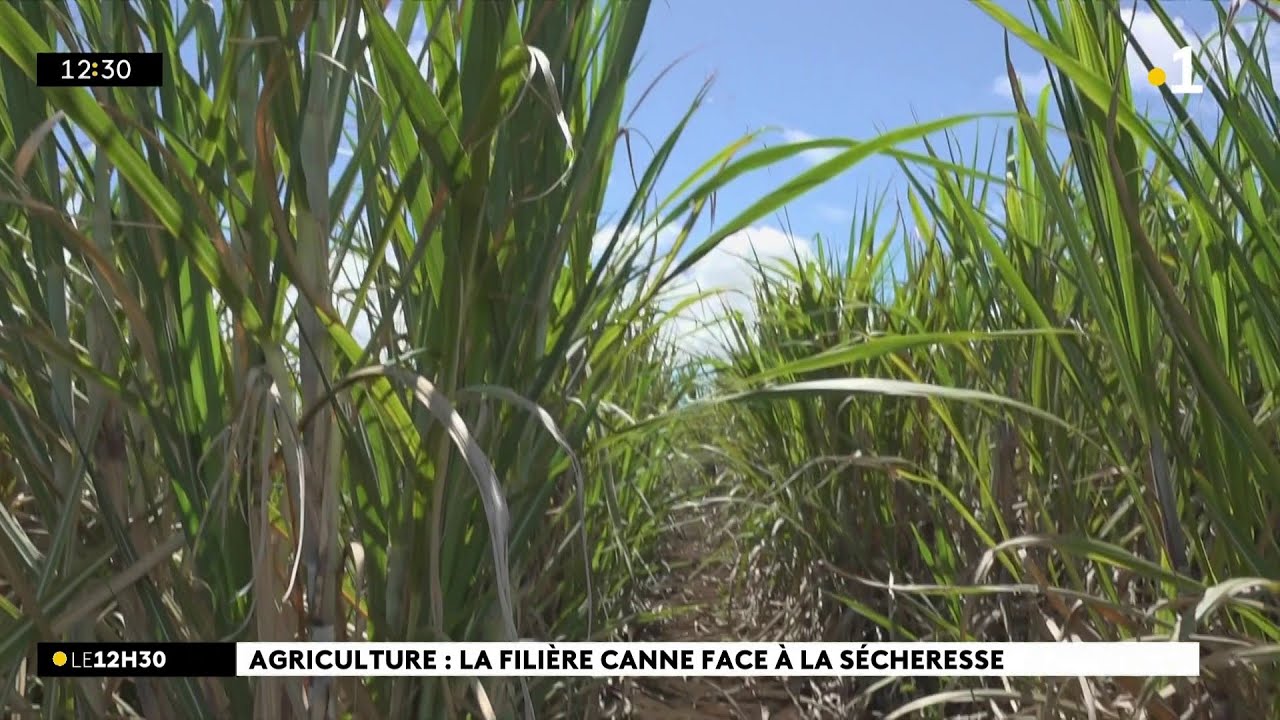 Canne et sécheresse. D'importantes conséquences dans les champs