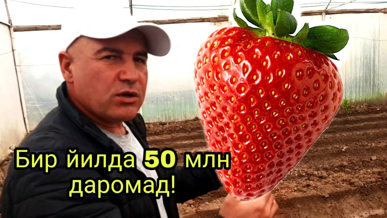 Чёрный принц! Мавсум танламас кулупнайлар!