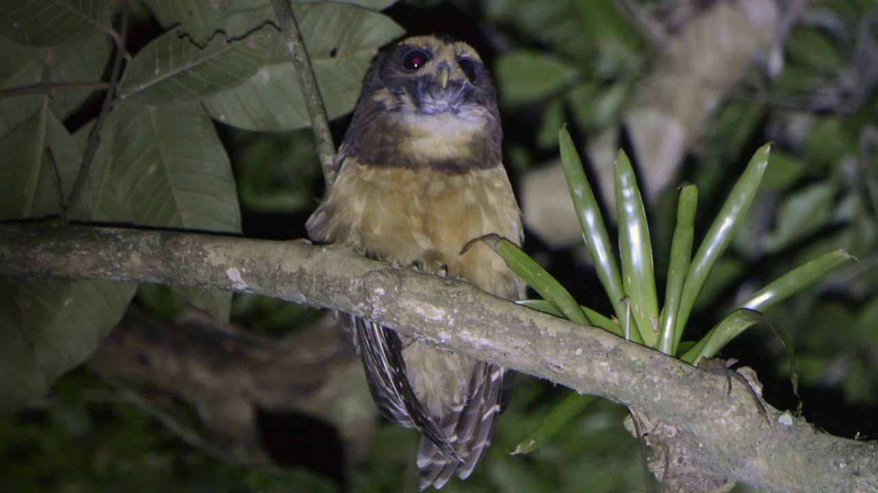 murucututu-de-barriga-amarela (Pulsatrix koeniswaldiana)