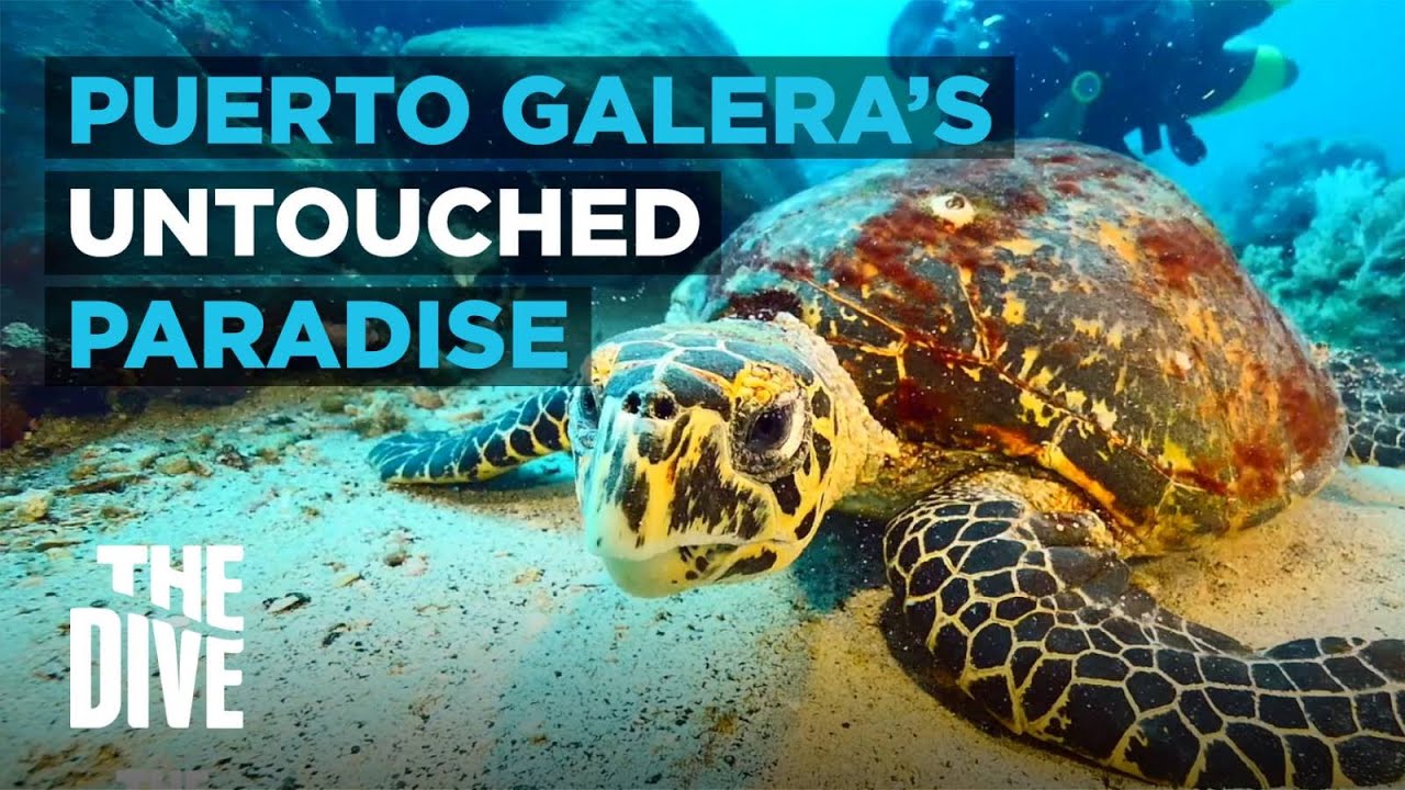 Ernie's Point: Puerto Galera’s Untouched Underwater Paradise | THE DIVE