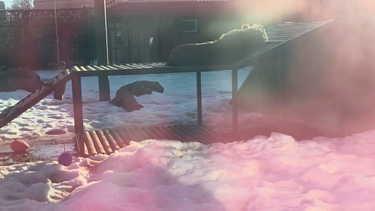 07.03.2026г. Порш,Шерхан и вольер