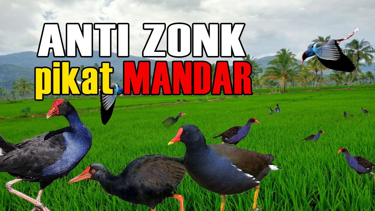1Jam Pancingan Pikat Mandar Sawah anti Zoonk terbukti AMPUH