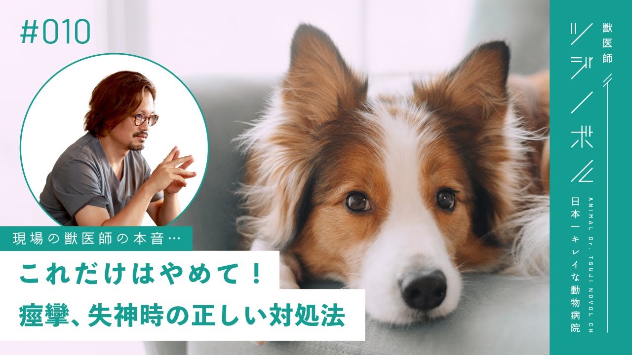 【獣医師の本音】わんちゃんが突然痙攣や失神したら？正しい対処法と原因について【獣医師ツジノボル】