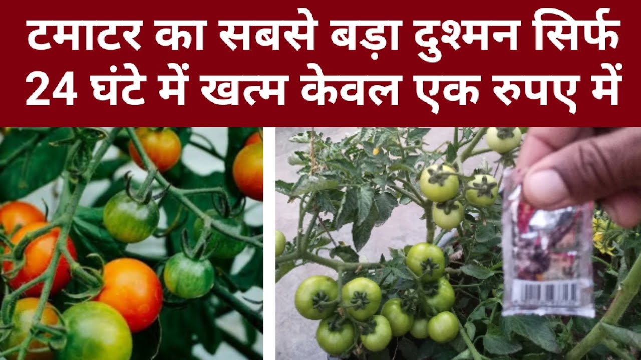 टमाटर का सबसे बड़ा दुश्मन सिर्फ 24 घंटे में खत्म केवल एक रुपए में। टमाटर तोड़ते तोड़ते थक जाओगे।