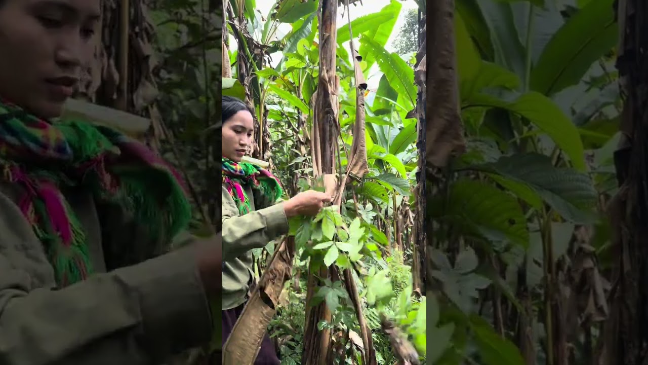 Chuối rừng #trieuthimay #cuộcsốnghàngngày #cuộcsốngmiềnnúi 
