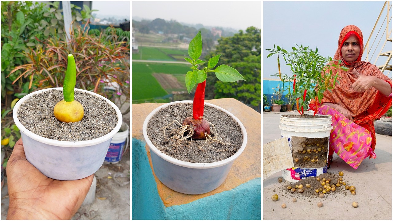 Learn to grow Potato + chili on same plant | Easy step-by-step guide