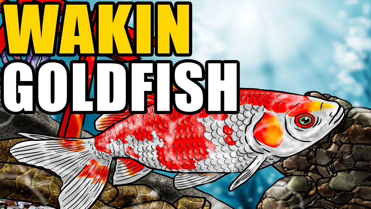 Wakin Goldfish | Info and Care For The Wakin Goldfish