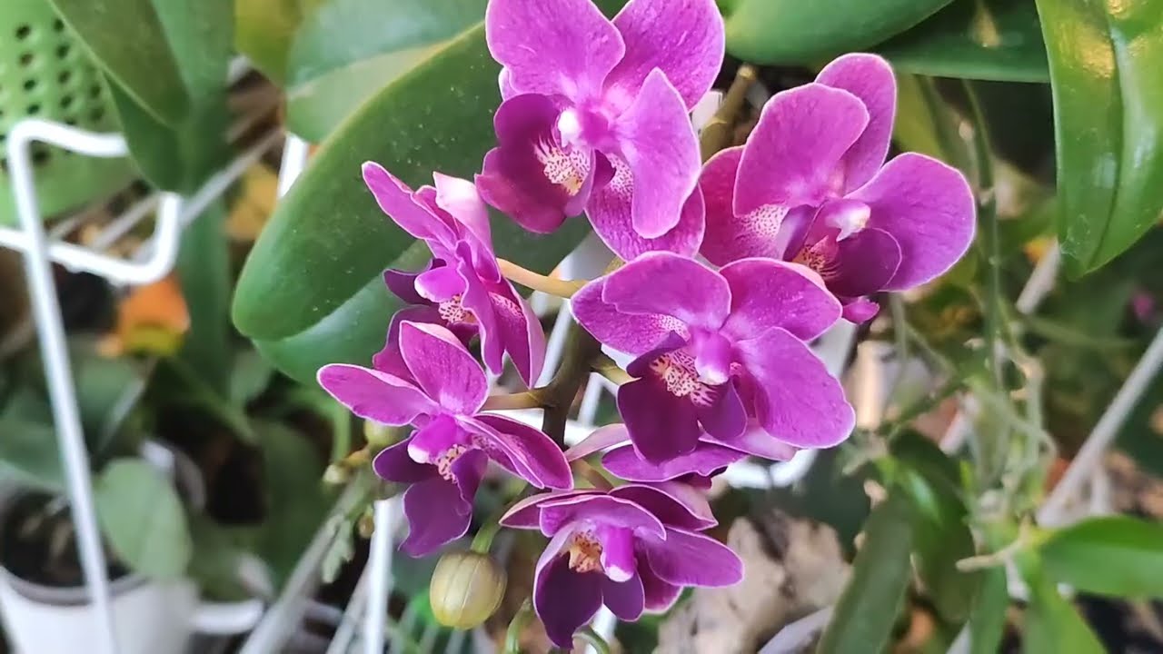Orchid's 