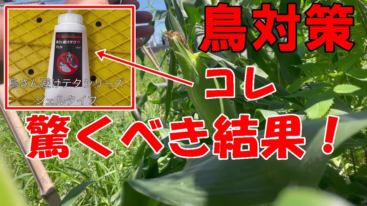 悩まされる鳥対策に朗報です！（2023.7.20）