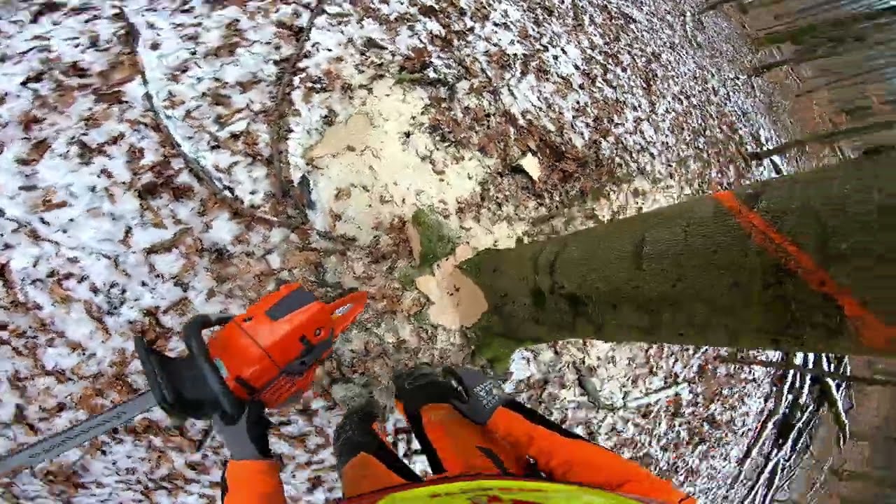 Laubholzernte mit Husqvarna 572, Fäustel und Keil #husqvarna #chainsaw #forestry #wood