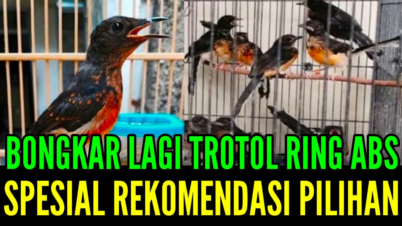 🔥 SPESIAL WEEKEND BONGKAR LAGI TERBARU MELIMPAH STOKNYA 0838-7553-6945