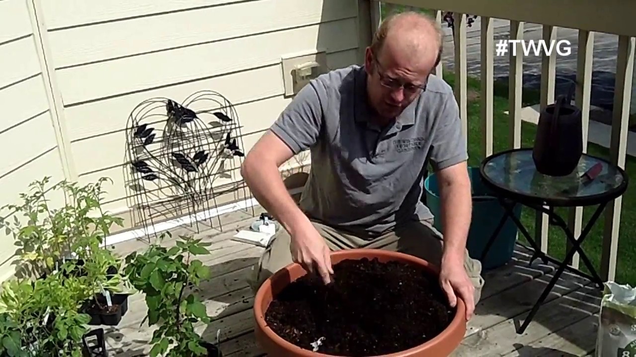 Planting a berry bush in a  container  Straight to the Point