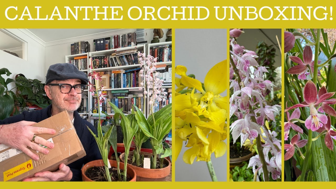 Calanthe orchid un-boxing!