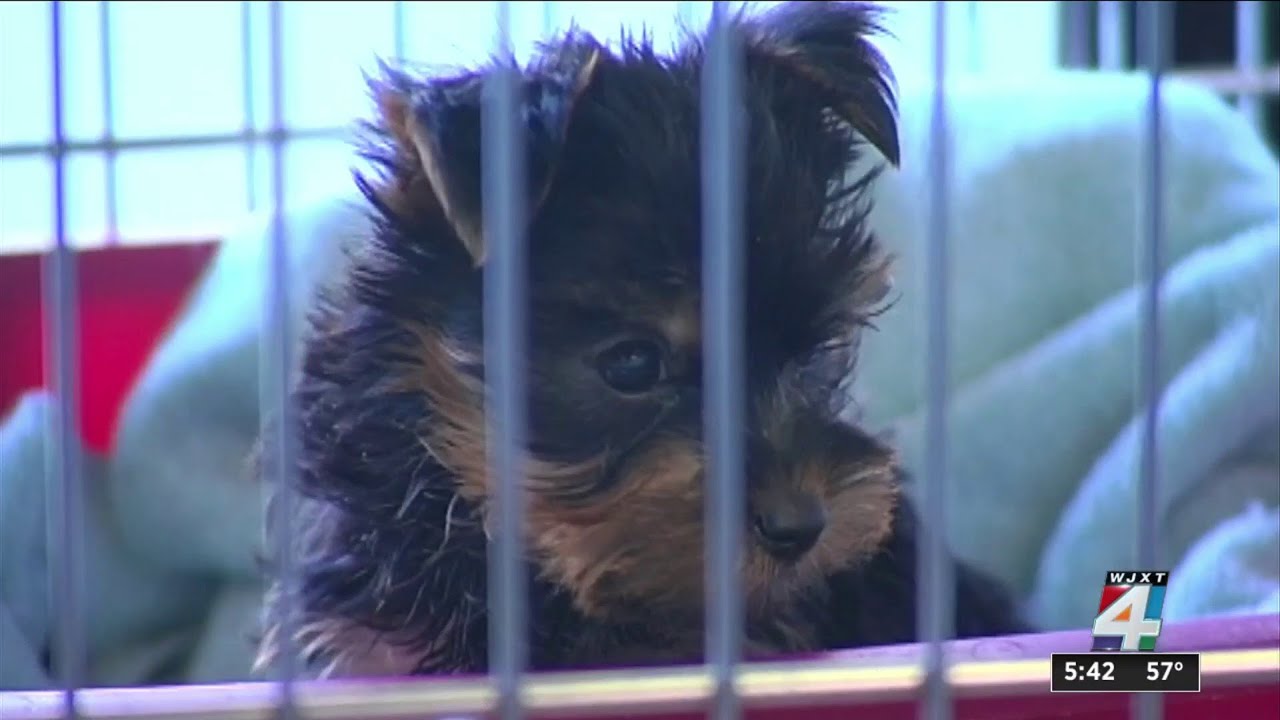 Battle over pet stores heating up in Florida Capitol