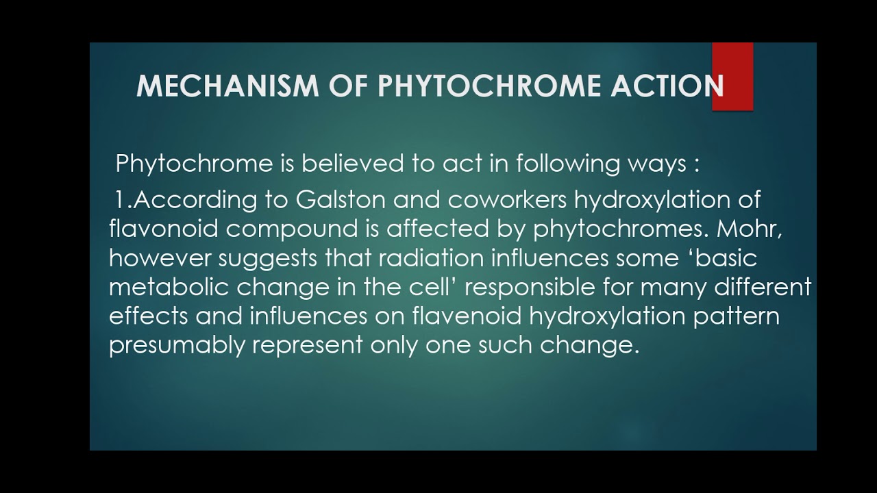 phytochrome mechanism in plants