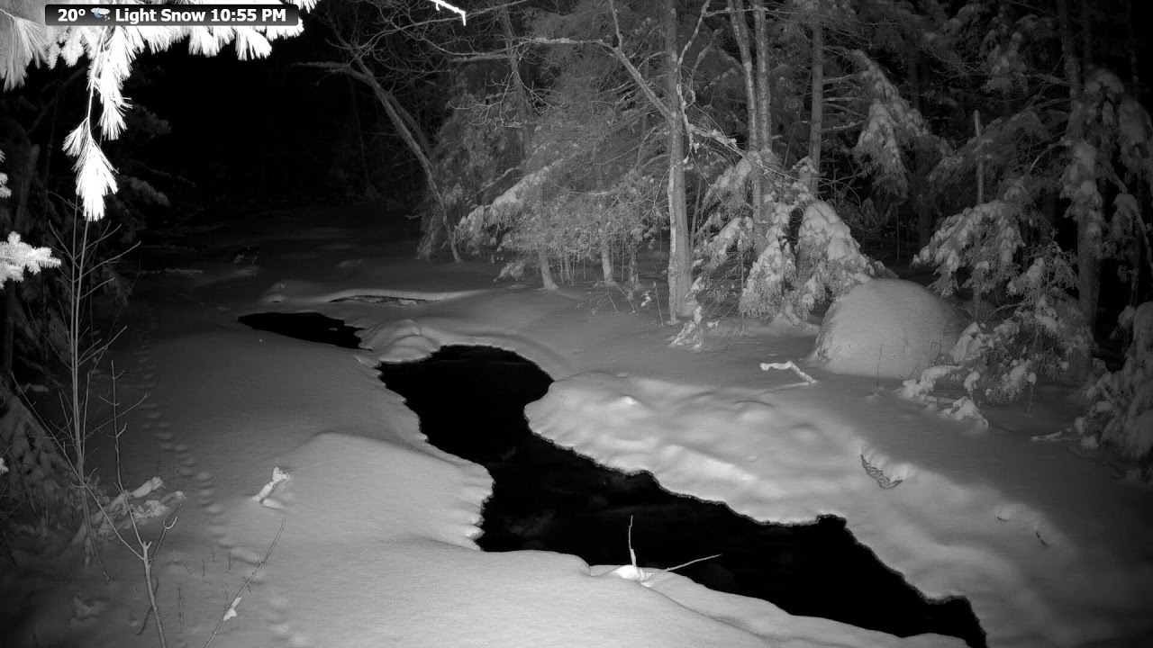 Live wildlife stream from the McCaslin Brook in the Nicolet National Forest