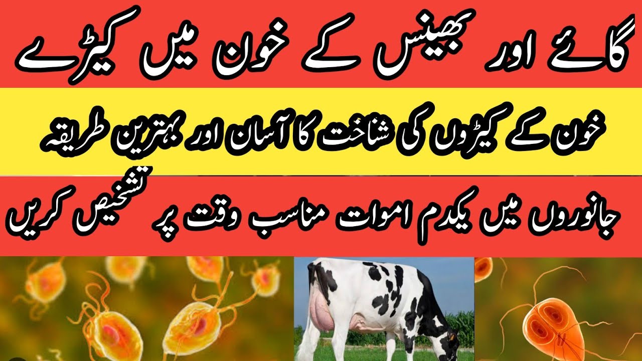 cattle k khoon me keray II Blood parasites in cattle II Diagnosis of blood parasites in animals