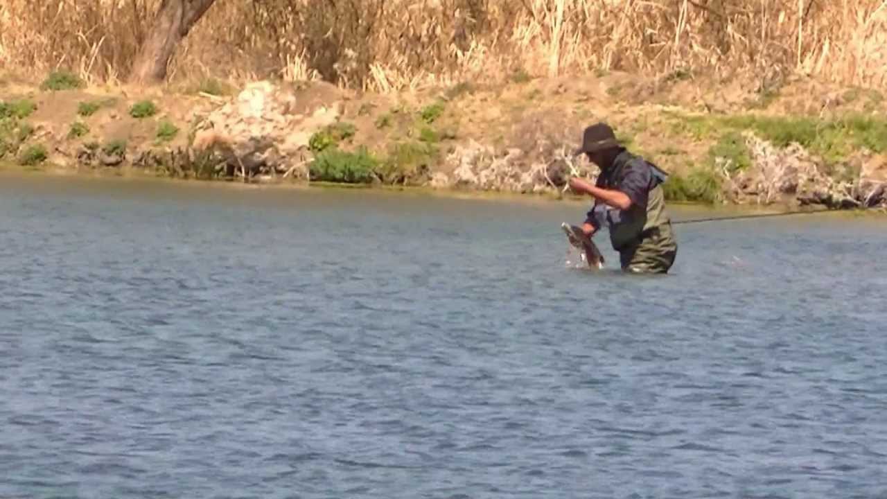 P&ecirc;che &agrave; la mouche au Maroc AmzRzm 4 (No kill), Morocco Fly fishing AmzRzm 4 (catch & release)