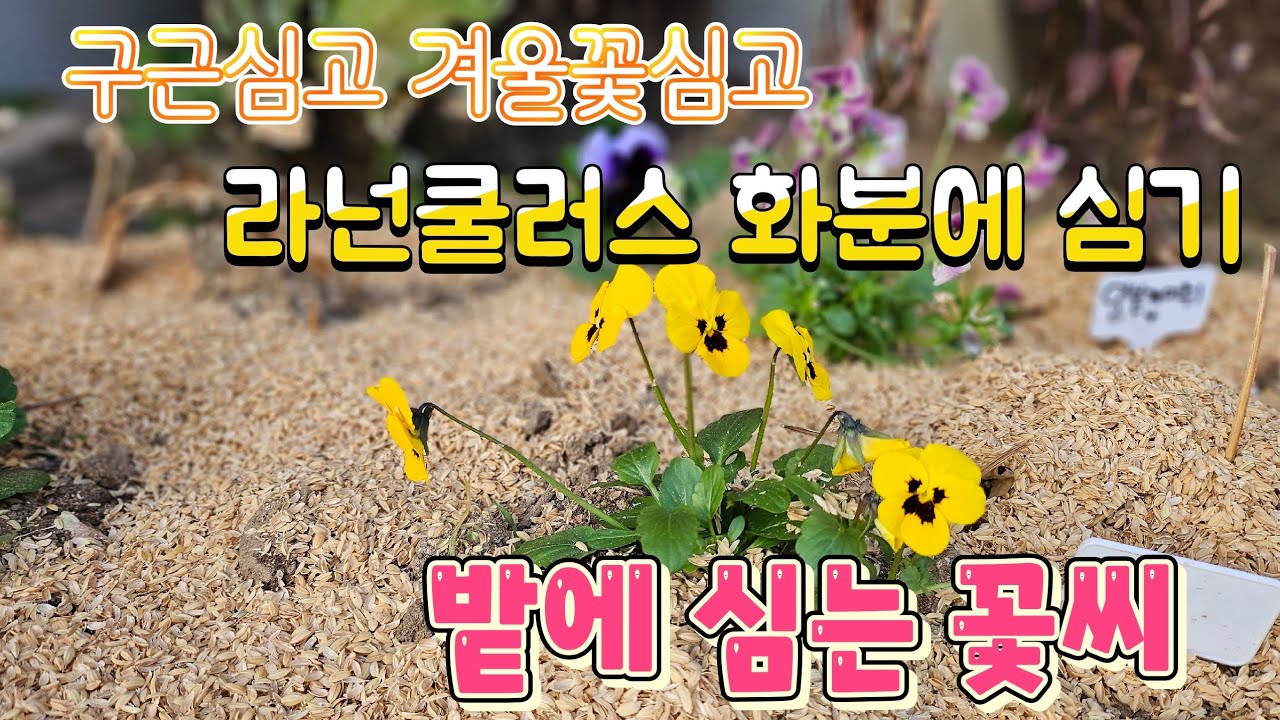 겨울꽃과 봄꽃씨 구근심어요