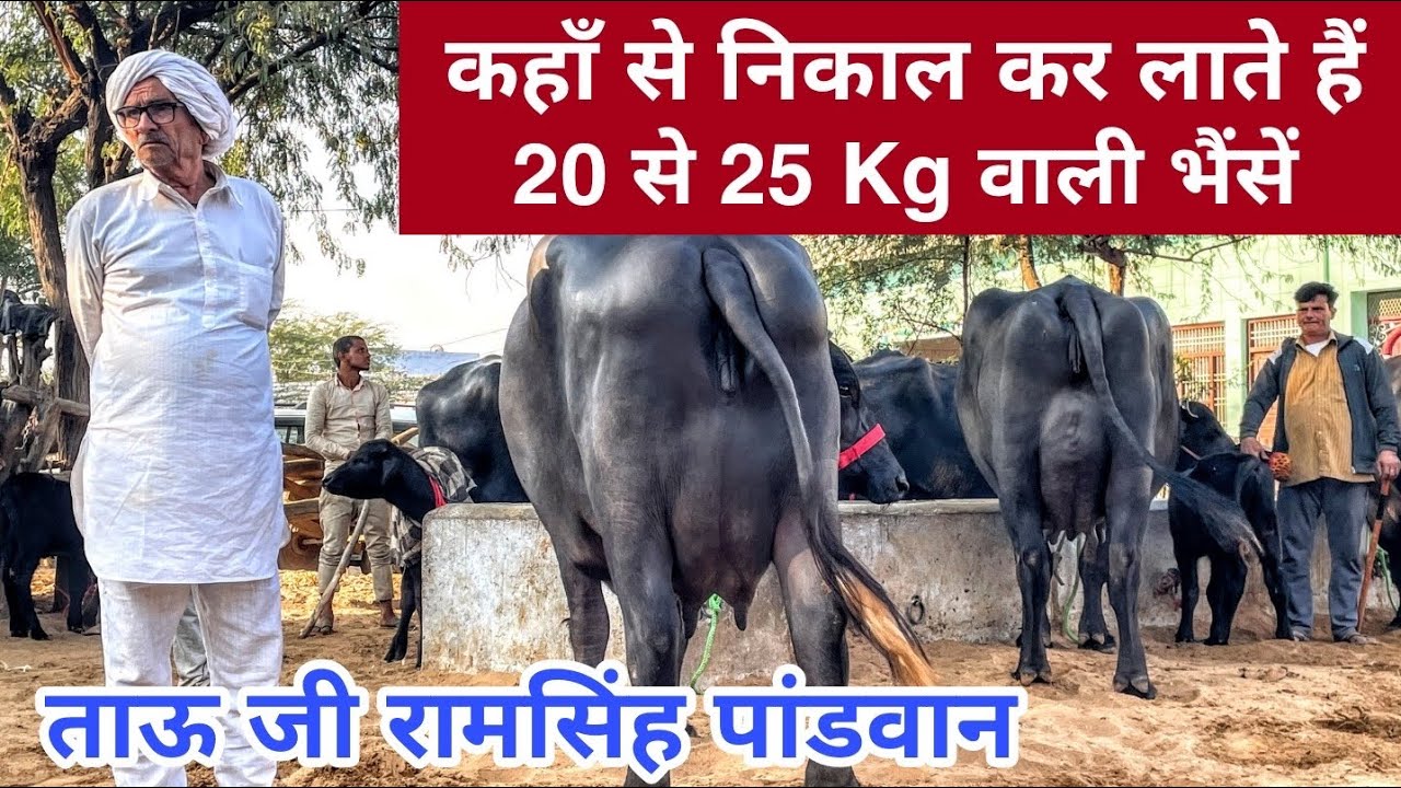 Murrah Buffalo 🌹 The Pride of India. Super Quality Buffaloes available for Buyers.RamSingh Pandwan