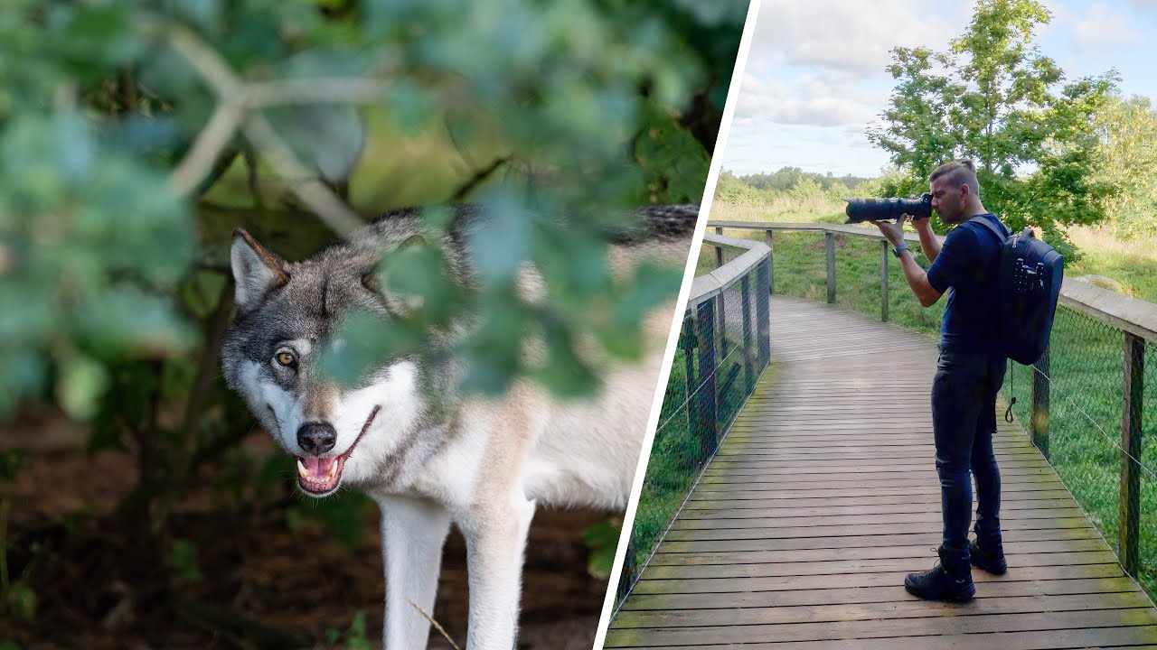 So many interesting animals | Skandinavisk Dyrepark | Denmark series part III | Wildlife Photography