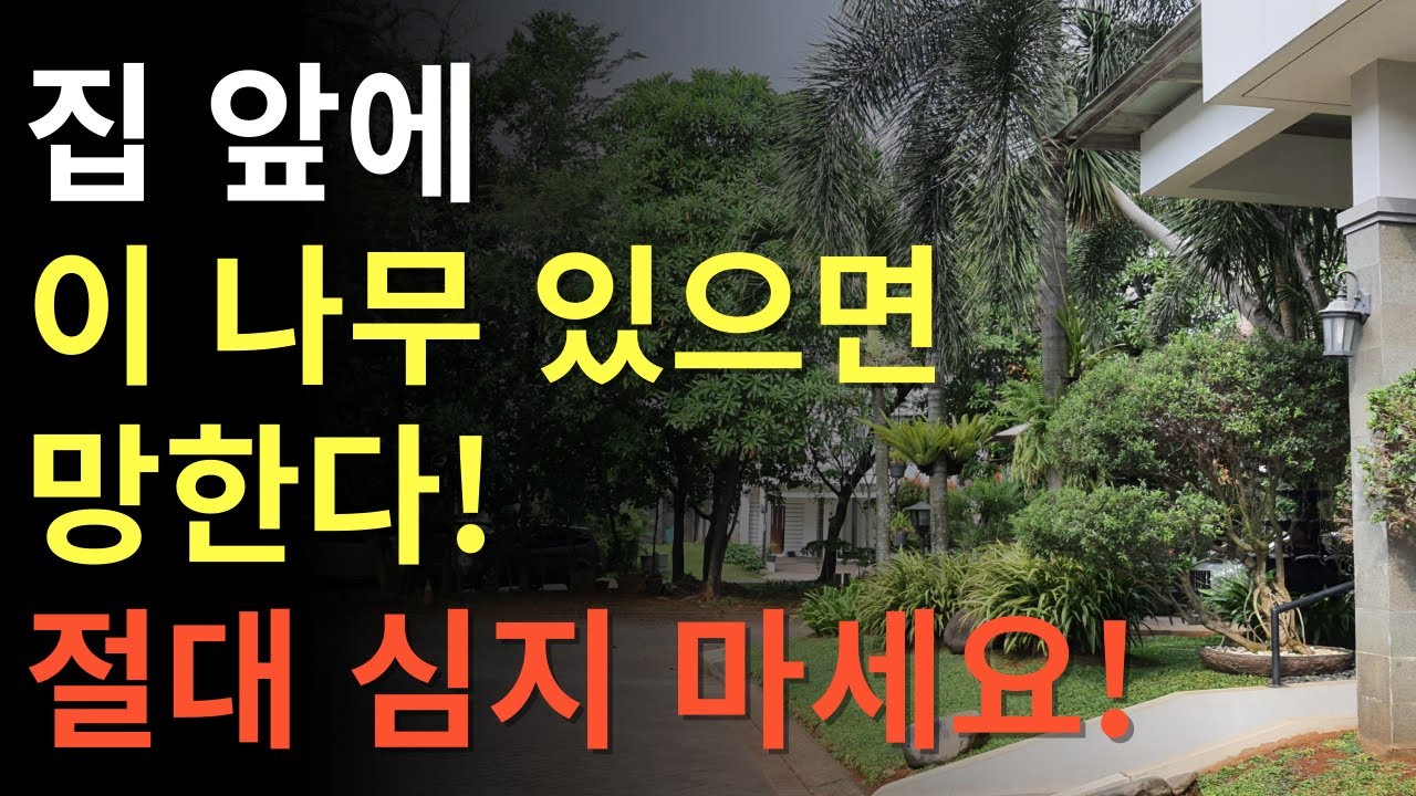 집 앞에 이 나무 있으면 망한다! 절대 심지 마세요!