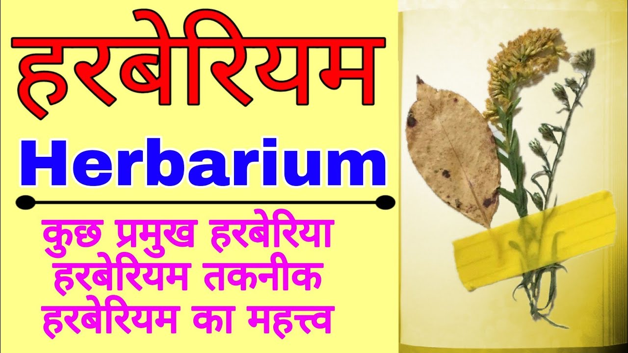 हरबेरीयम | All about Herbarium | How to make a simple Herbarium File | Role of herbarium in botany