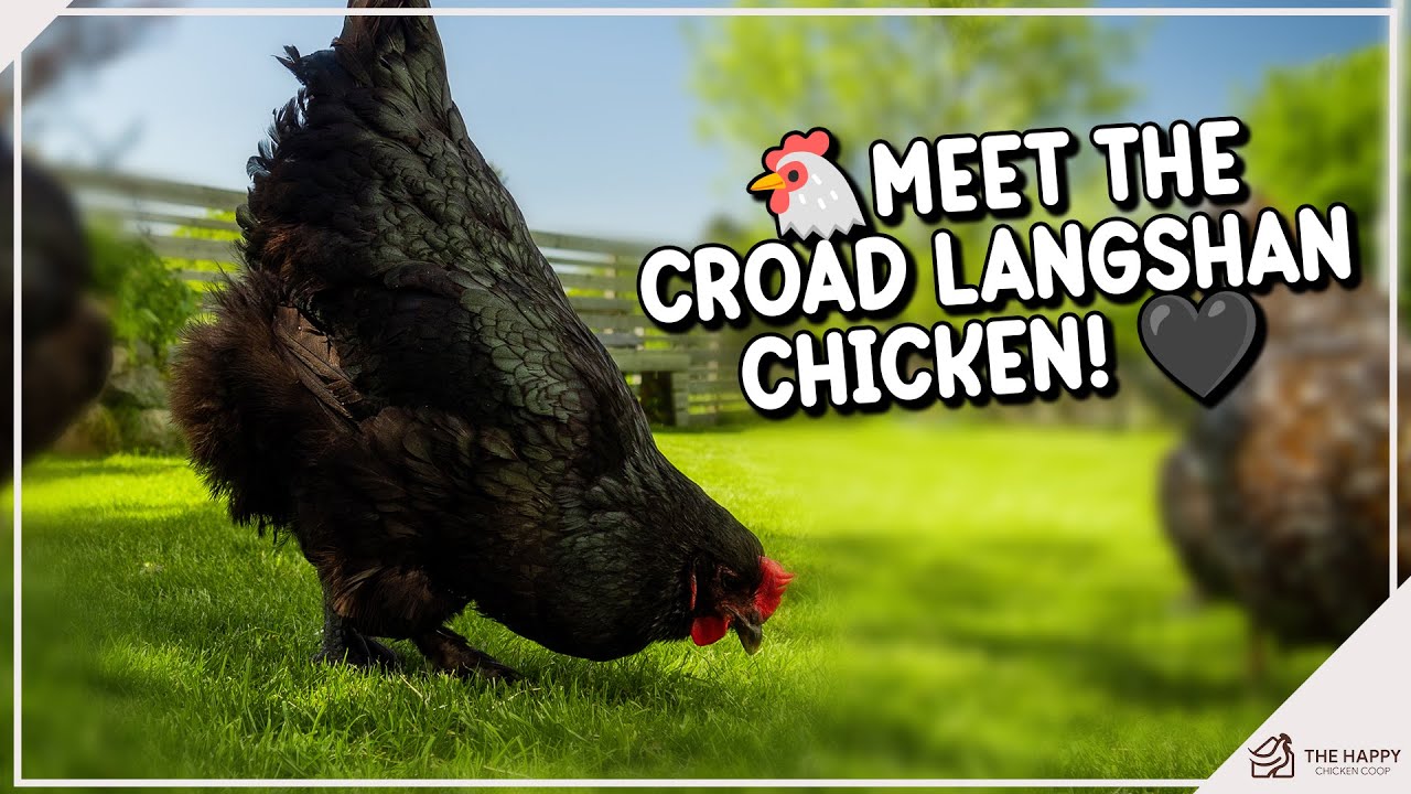 Croad Langshan Chicken - A Complete Breed Guide