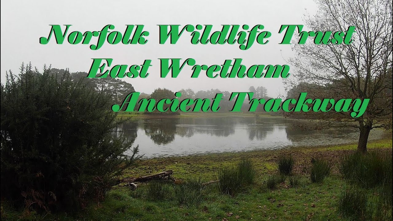WW2 Airfield | Ancient Drovers Trackway | East Wretham Norfolk Wildlife Trust | Norfolk Walks