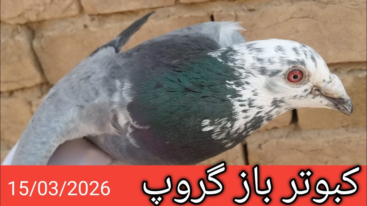 #kabootar #baaz #group