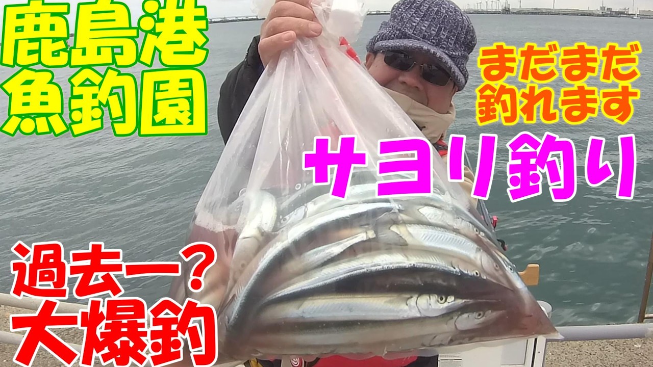 【2026釣行記 鹿島港魚釣園】★まだまだ釣れる★『サヨリ釣り』★過去一大爆釣😊✌