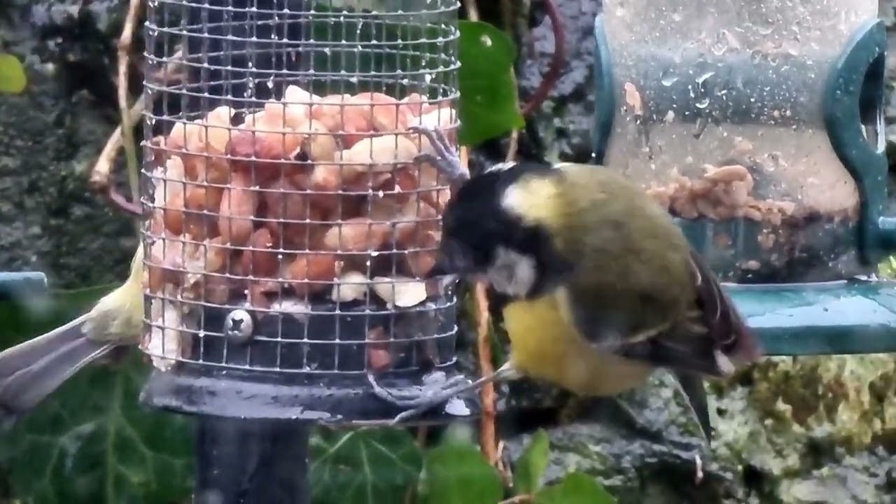 ##birds #birdfeeder #birdwatching #rainyday #windy #dirtywindows!