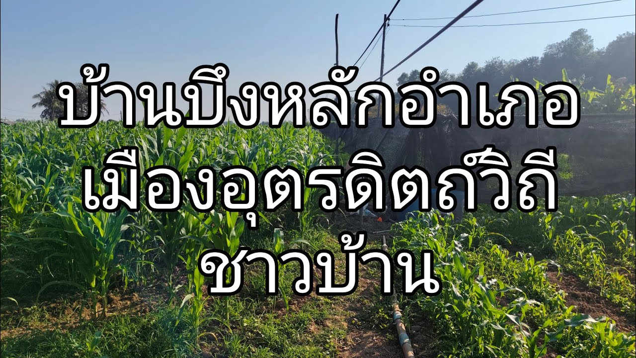 วิถีชาวบ้าน บ้านบึงหลัก ตำบลป่าเซ่าอำเภอเมือง อุตรดิตถ์