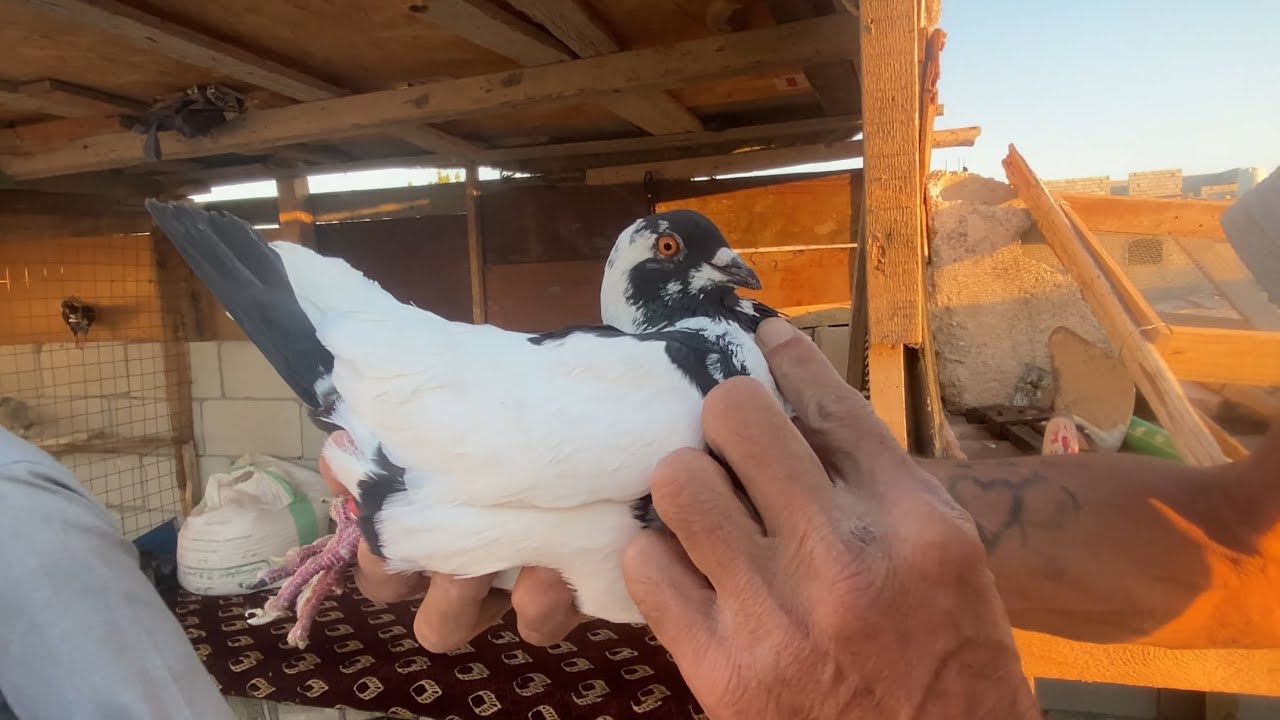 ابو علاء صايد اربعه وصدنا طير ع الموعد صارو خمسه