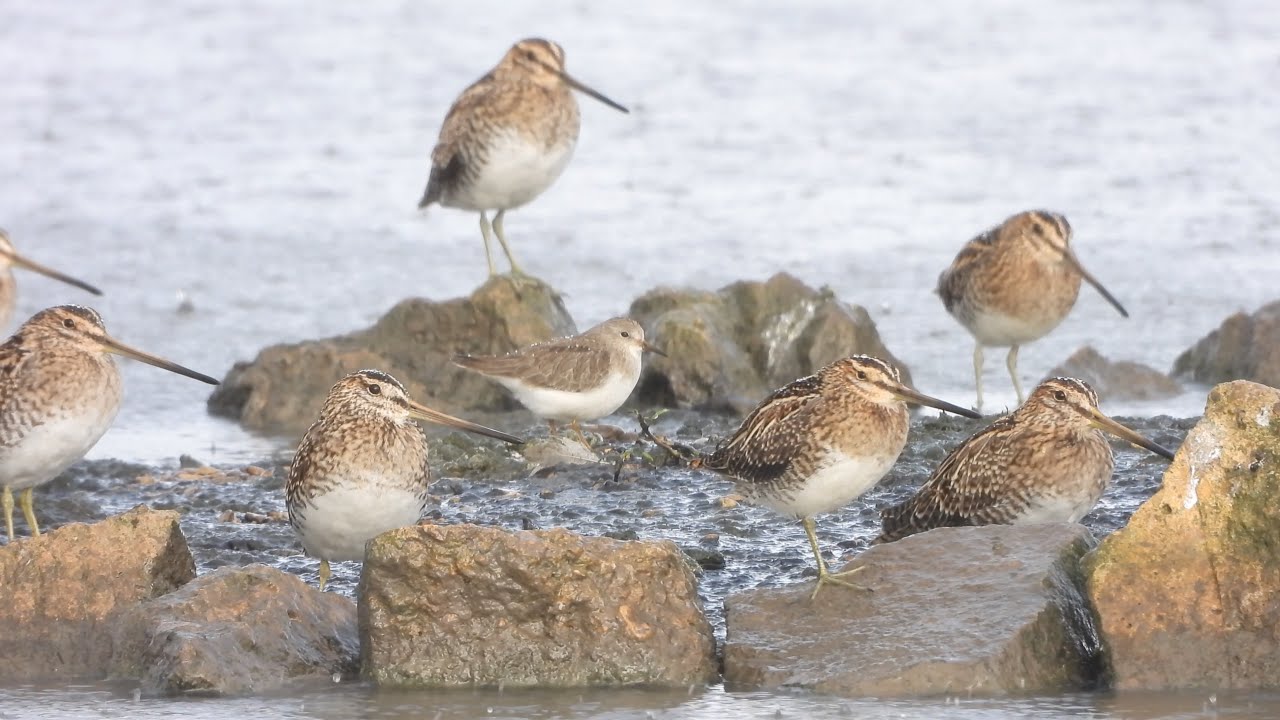 Green Sandpiper, Greenshank, Temminck's Stint   4K