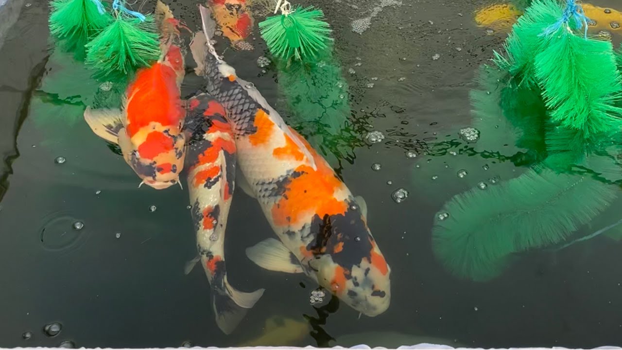 PEMIJAHAN IKAN KOI GAGAL: PENYEBAB & CARA MENGATASINYA