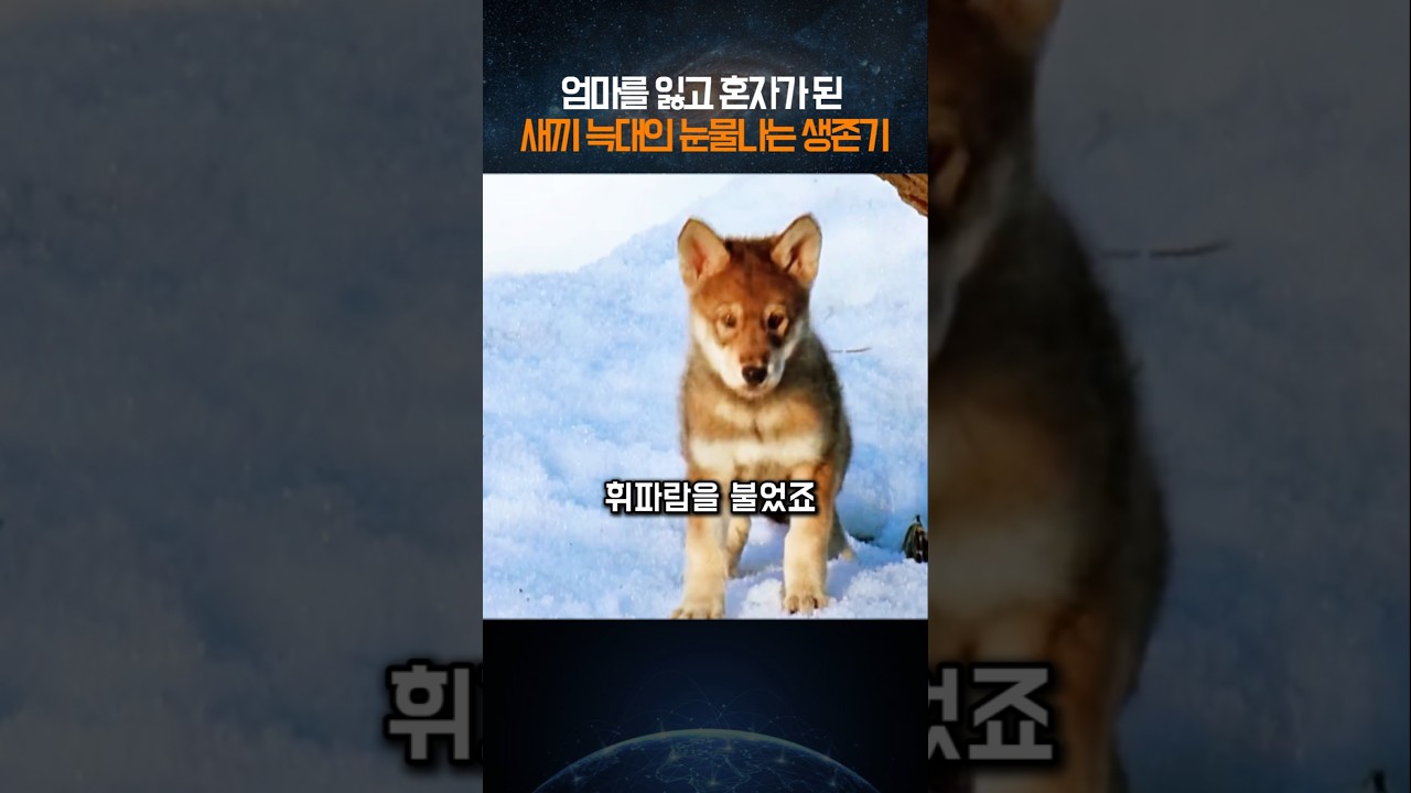 엄마를 잃고 혼자가 된 새끼 늑대의 눈물나는 생존기