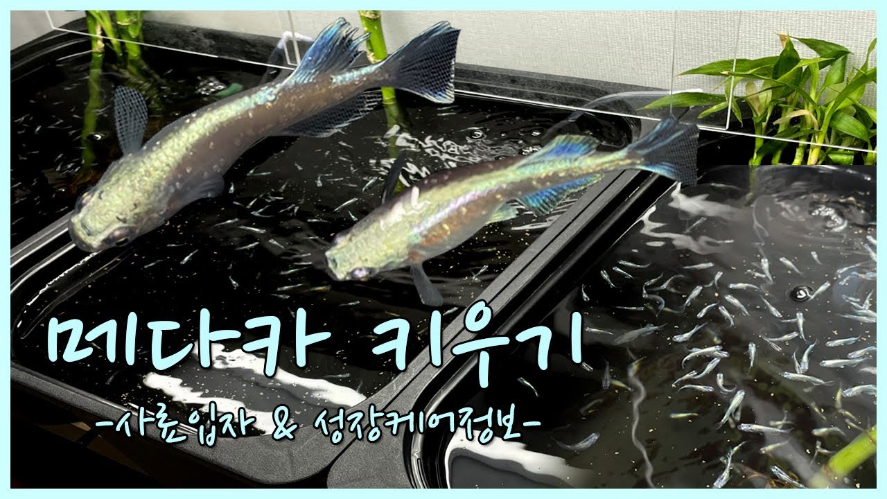 메다카 사료입자 & 성장케어 정보 팁!