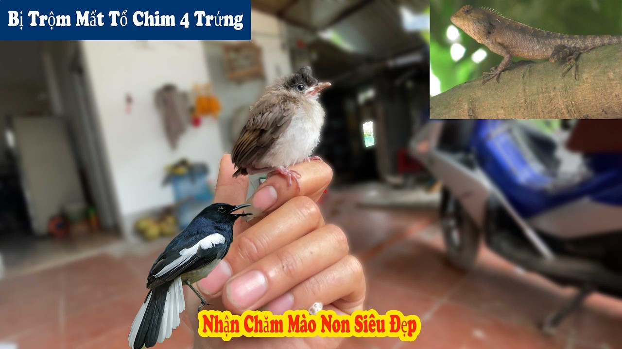 Bị Mất Tổ Chim Mới Nở | Nhận Nu&ocirc;i Ch&uacute; Ch&agrave;o M&agrave;o Non Si&ecirc;u Đẹp / Chiến