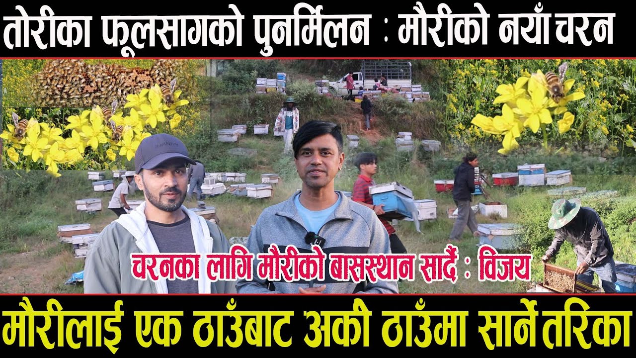 मौरीलाई एक ठाउँबाट अर्को ठाउँमा सार्ने तरिका ,तोरीका फूलसँगको पुनर्मिलन: मौरीको नयाँ चरणhoney bee