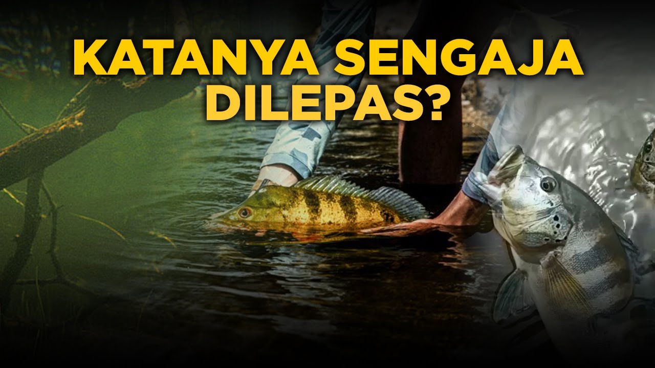 KEBERADAAN PEACOCK BASS HANCURKAN EKOSISTEM WADUK JATILUHUR