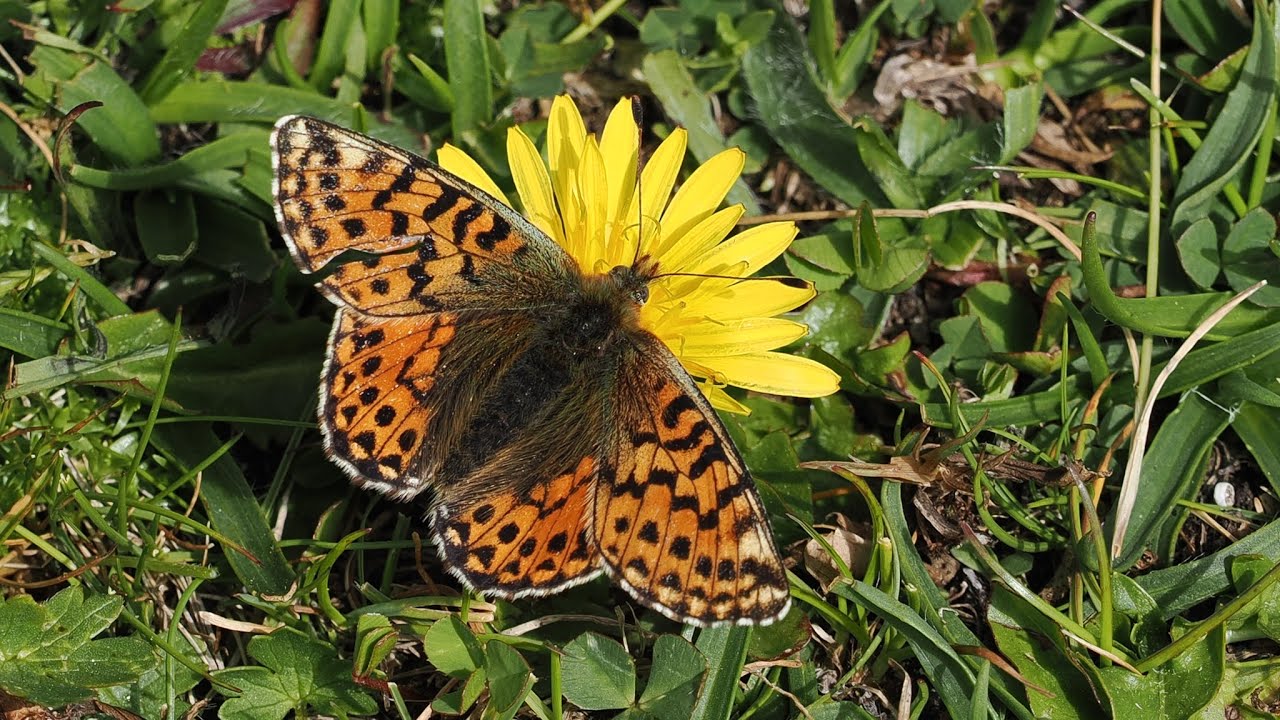 motyl dostojka pales ( Boloria pales; Shepherd's Fritillary butterfly )