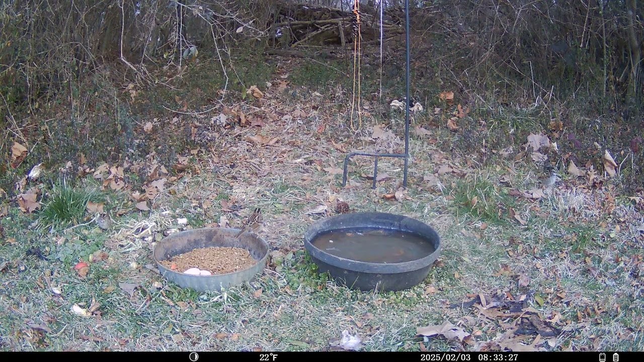 Trail Cam 2026 FEB 03