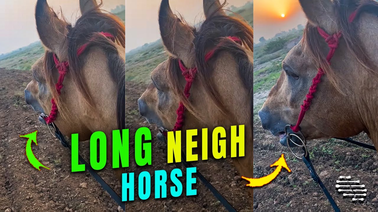 Horse Release a Long Neigh as the Sun Rises