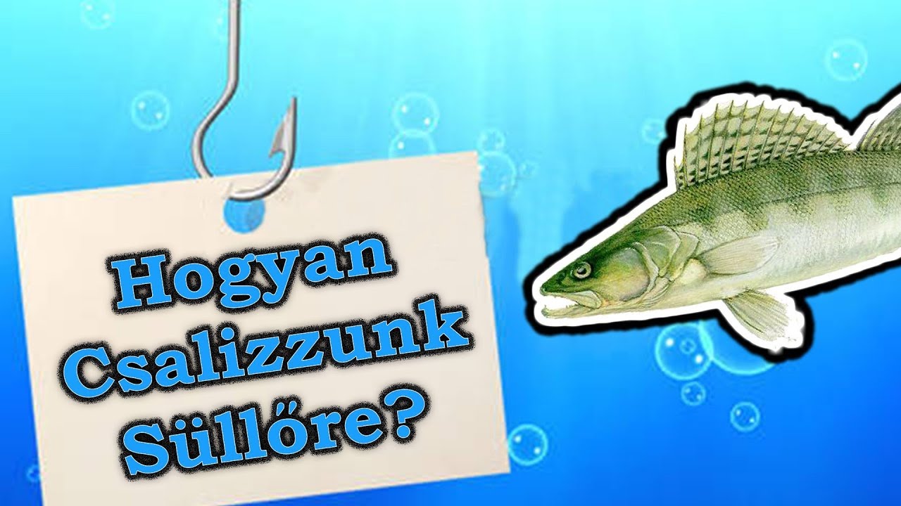 Hogyan Csalizzunk S&uuml;llőre?